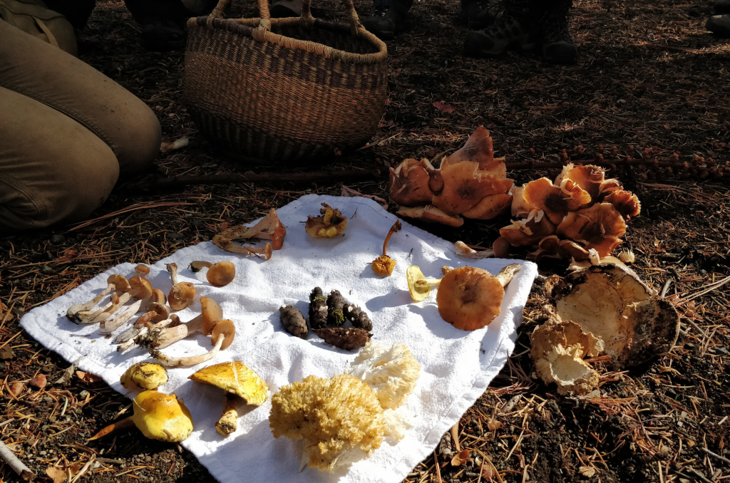 Mushrooms found while foraging, laid out on a blanket to inspect.