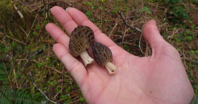 Foraging for and Eating Morels Safely