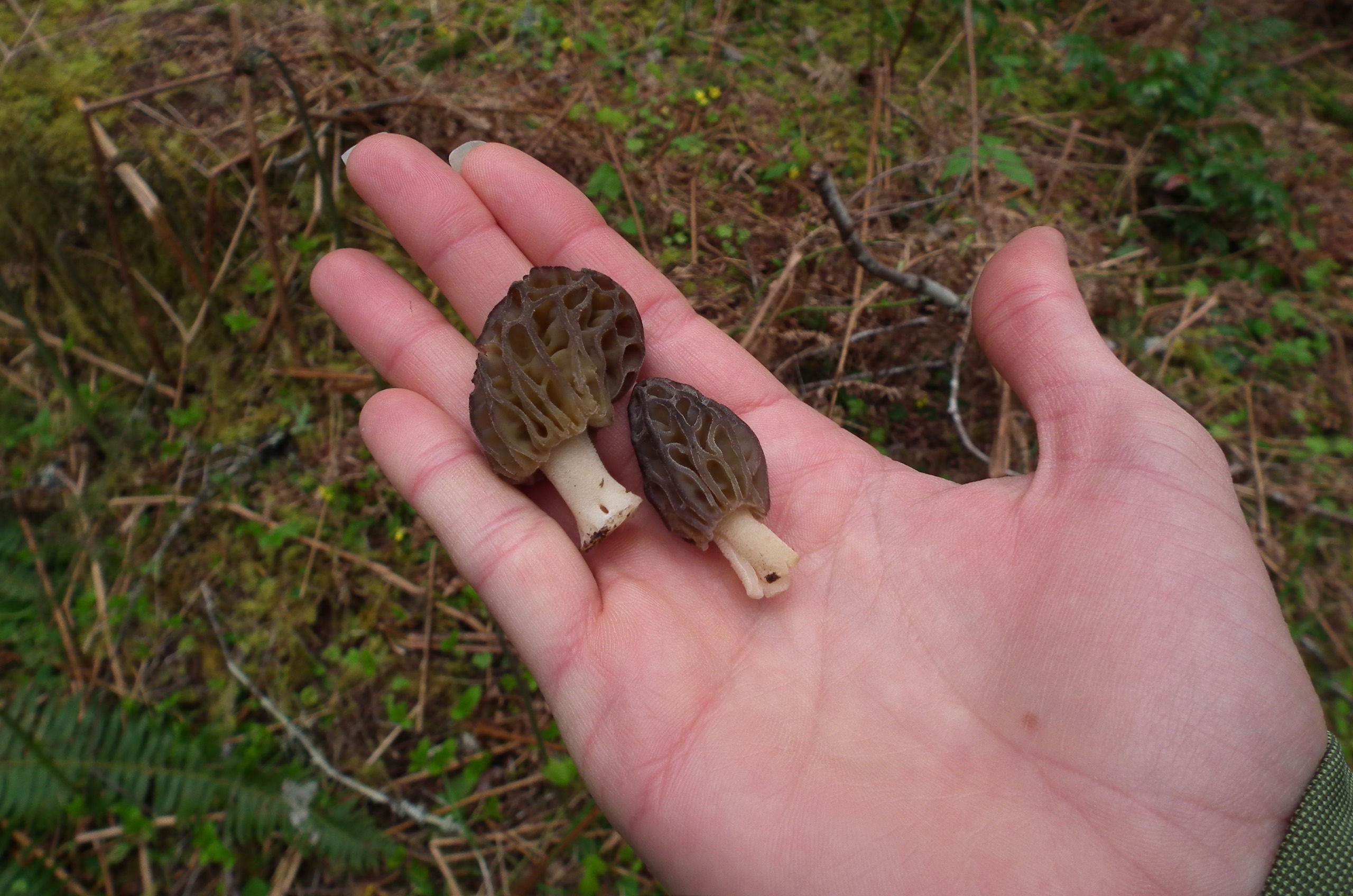 Foraging for and Eating Morels Safely