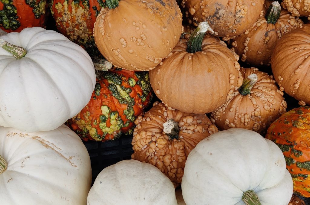 fall pumpkins