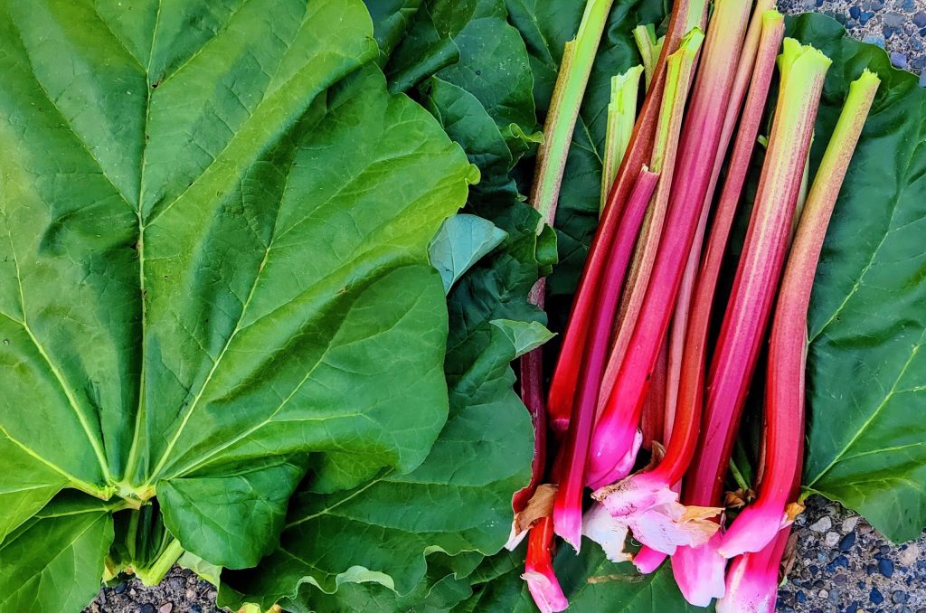 Fresh rhubarb stalks harvested in a pile next to the cut off leaves